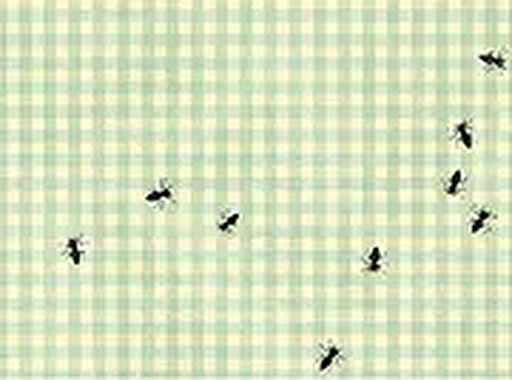 Quick Tap Insect Catcher