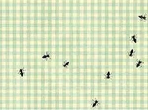 Quick Tap Insect Catcher